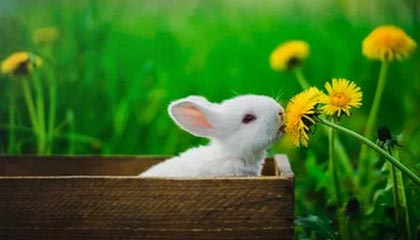 安宁最新的高价找中介取公积金违法吗方法分享(安宁中介取公积金怎么收费教程)